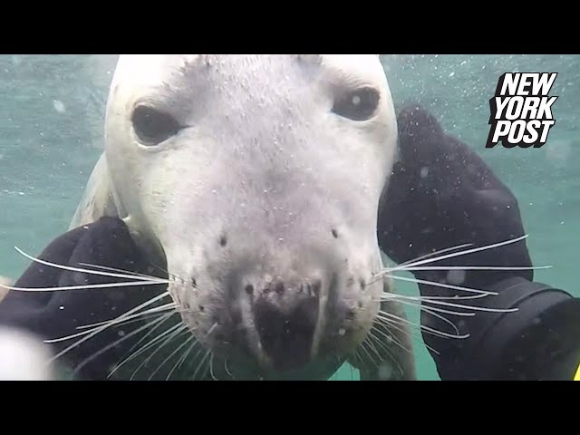 まるで犬がじゃれているよう 人懐っこいアザラシに思わずキュンとする