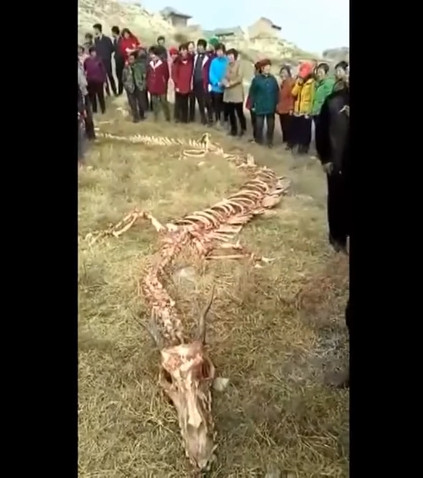 中国で発見されたドラゴンの白骨死骸