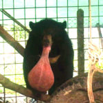 【出典：University of Edinburgh】奇病に侵され肥大化した舌を持つ熊