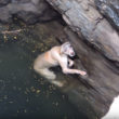 【出典：YouTube】井戸に落ちて助けを待つ犬