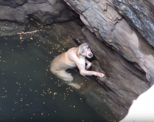 【出典：YouTube】井戸に落ちて助けを待つ犬