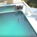 【出典：YouTube】閉館した犬吠埼マリンパークに取り残されたイルカのハニー