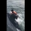 【出典：Liveleak】船からザトウクジラの背中に飛び乗り救助に挑む漁師