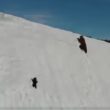 【出典：Mutlu Civiroglu/Twitter】雪山を登る熊の親子