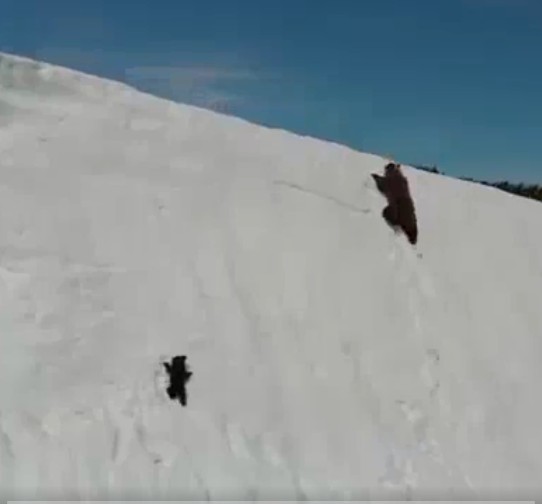 【出典：Mutlu Civiroglu/Twitter】雪山を登る熊の親子