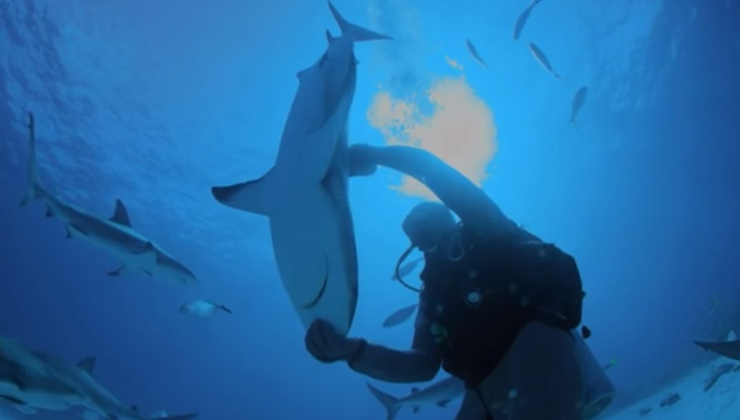 【出典：Discovery Canada/YouTube】人の手のひらで逆立ち状態のサメ