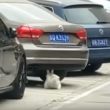 【出典：News flare/YouTube】車の車体下で見事な腹筋を披露するネコ