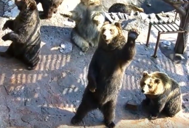 【出典：YouTube】来援客に手を振るまるで人間のようなクマ