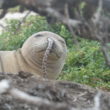 【出典写真：NOAA Fisheries / Brittany Dolan】鼻の穴にウナギが刺さったアザラシ